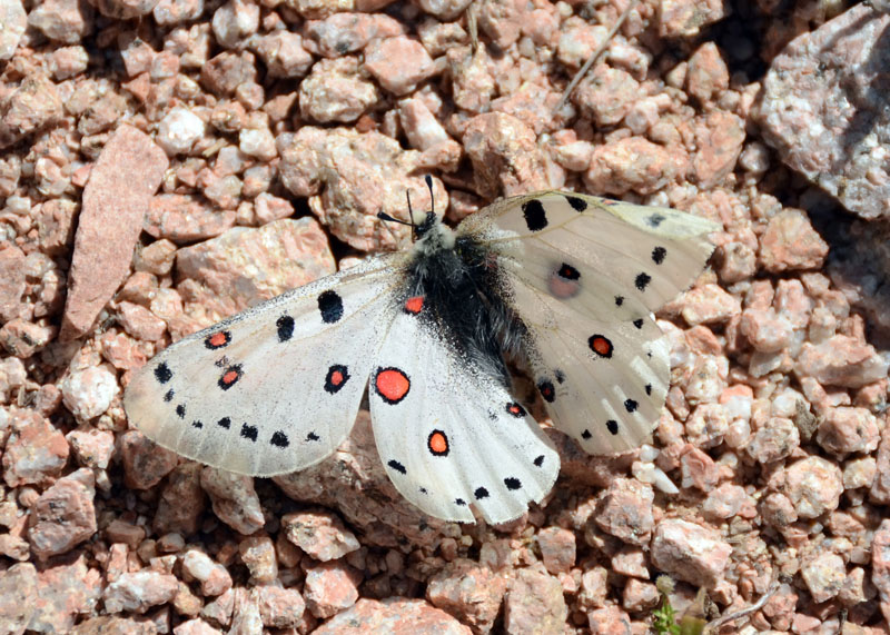 Papilionidae dall'' Uzbekistan